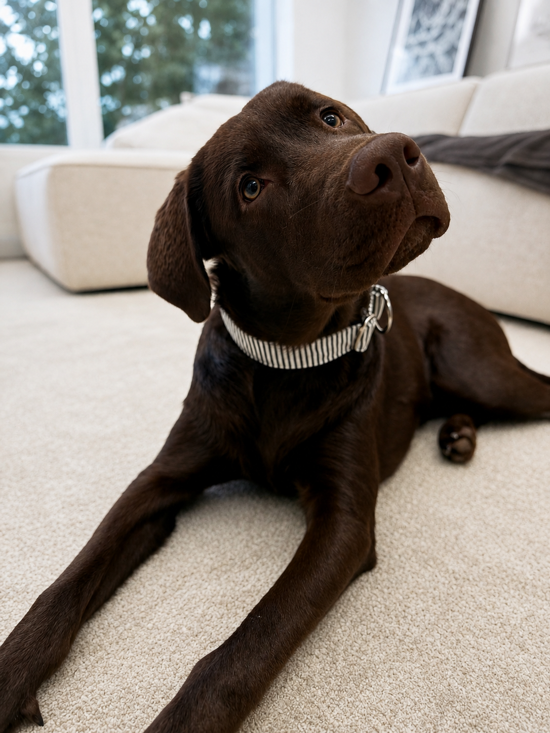 Halsband "Home"
