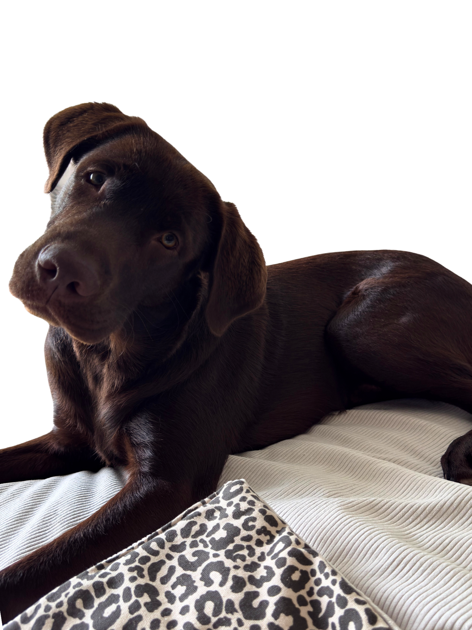 Hundedecke 'ToGo‘